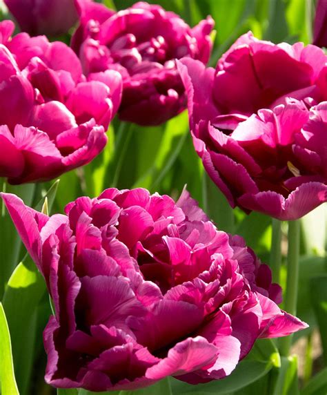 Tulip Showcase Flower Bulbs From Spalding Bulb Beautiful Flowers