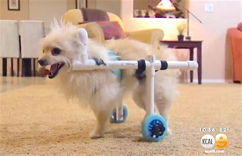 He is a celebrity world music singer. Man Saves Thousands With $40 Wheelchair to Get Little Dog ...