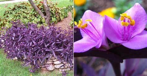 Check spelling or type a new query. Tradescantia pallida 'Purpurea' (Purple Heart) | World of ...