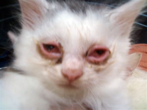 Blog About Cats Cat Pink Eye