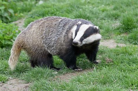European Badger Facts Habitat Diet Baby Pictures