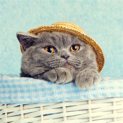 Cat Wearing Straw Hat Stock Photo By ©vvvita 113402024