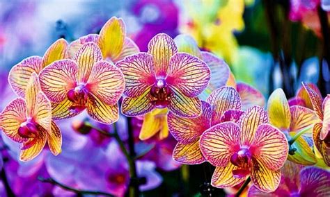 Test Tube Orchids Technology Has Made These Exotic Blooms Cheaper And