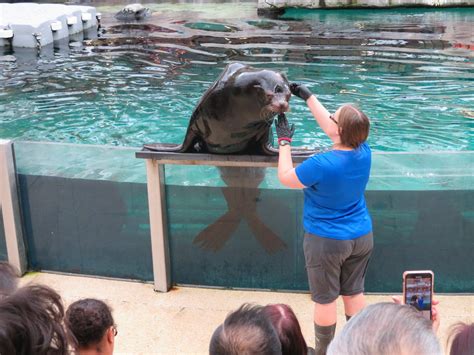 Sea Lion Show West Edmonton Mall Edmonton Alberta Cana Flickr