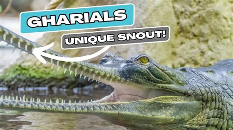 Crocs Of The Ganges Lesser Known Facts About Gharials And Their