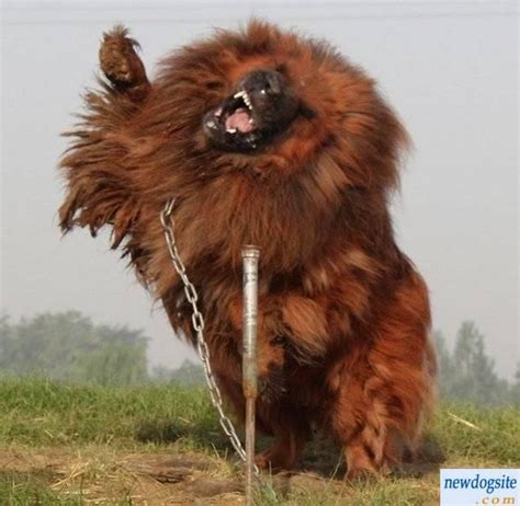 Cute Dogspets Biggest Tibetan Mastiff In The World Information And
