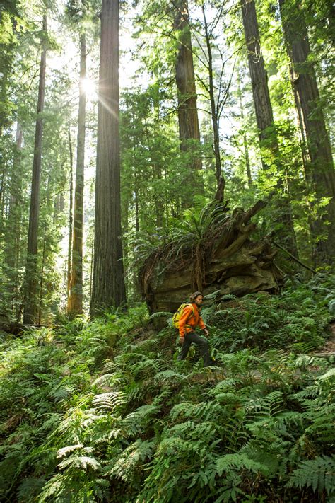 A Nature Lover's Guide to Redwood National Park Camping | Condé Nast