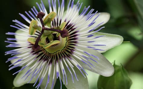 10 Passion Flower Hd Wallpapers And Backgrounds