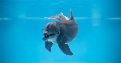 National Aquarium Atlantic Bottlenose Dolphin