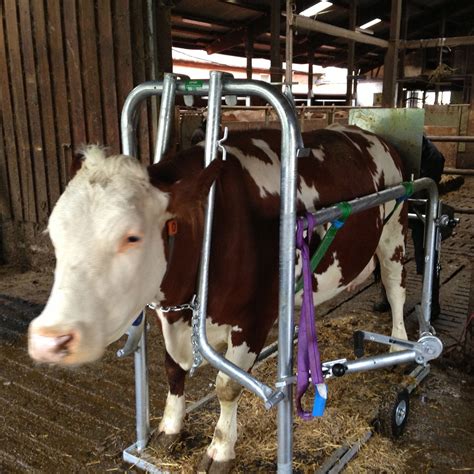 Jaula De Tratamiento Para Vacas Schurr Gerätebau Gmbh Cuidado De