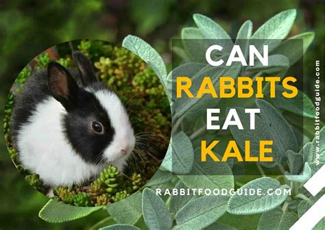 Can Rabbits Eat Kale Best Guide We Should Know