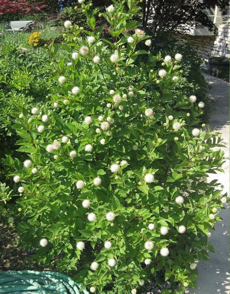 Sputnik Honey Ball White Button Bush Cephalanthus Occidentalis 100 Seeds
