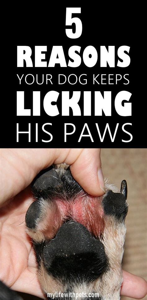 Dog Allergies Licking Feet Loankas