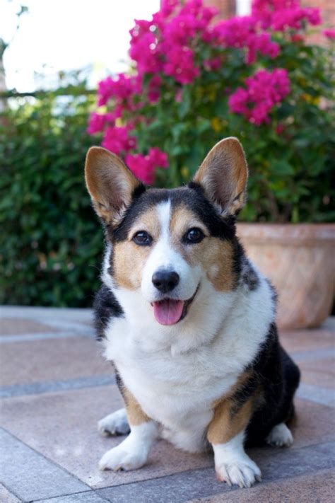 Its longish, lowly set built earns it the name alsatian with short legs. its other distinctive features include a moderately large head, widely set eyes. Cardigan Welsh Corgi Breed Information and Photos | ThriftyFun