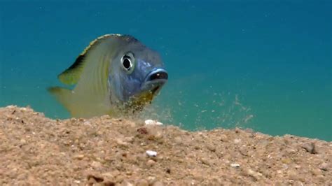 Cichlid Fish Carry Babies In Mouth Wonderstruck