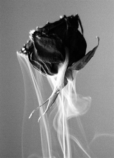 Rose Black Smoke Vape Rose Tumblr Burning Rose
