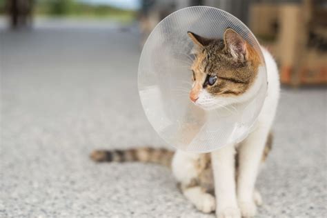 Top Reasons To Spay Or Neuter Your Cat All About Cats