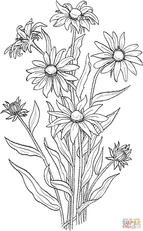 Dibujo De Rudbeckia Bicolor Para Colorear Dibujos Para Colorear