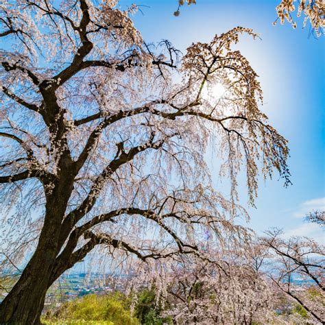 Weeping Yoshino Cherry Trees For Sale Online Garden Goods Direct