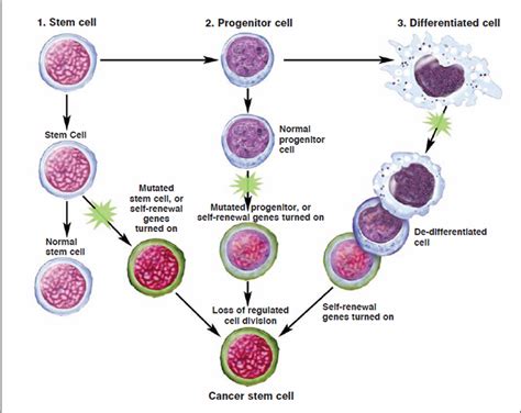 Advanced Stem Cell Differentiation And The Cancer Stem Cell Hypothesis