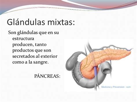 Que Son Las Glandulas Mixtas Back Gyoc