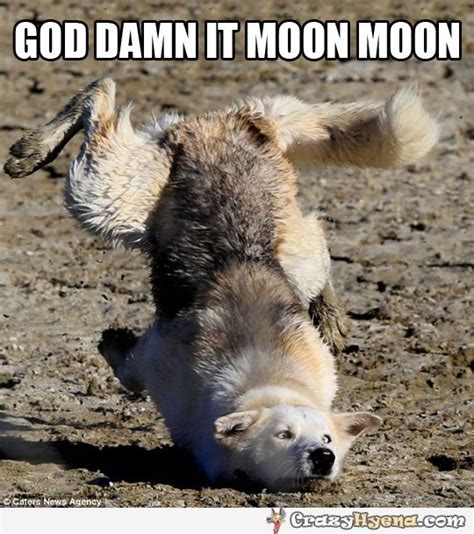Shows three possums in various moods, screaming at a beautiful full moon. Moon moon wolf meme landing on his head