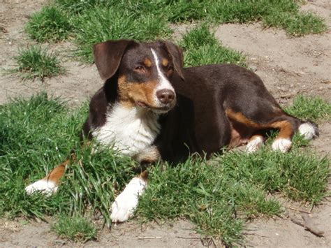 Ein österreichischer pinscher verfügt über einen kräftigen knochenbau und gut aufgebaute muskeln. Pinscher - der „österreichische Nationalhund" « Gretes ...