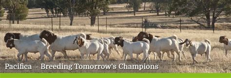 Boer Goats Pacifica Boer Goat Stud Nsw Australia