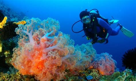 Things To Do In Bali Underwater Park Bali Honeymoon Komodo Island