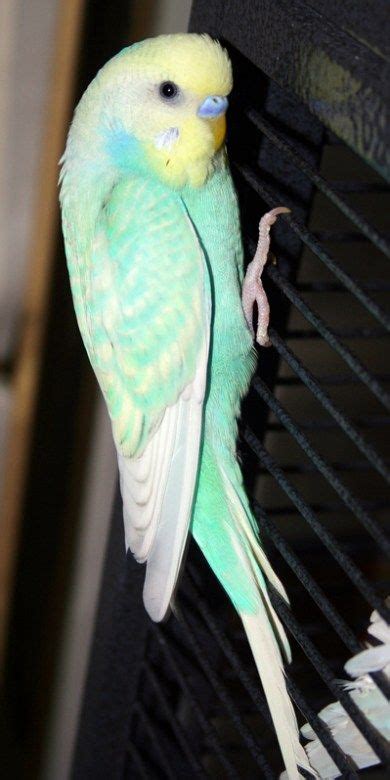 A Green And Yellow Parakeet Sitting On Top Of A Cage