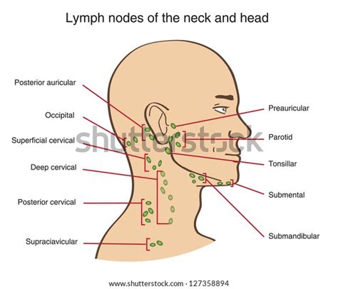 Posterior Cervical Lymph Nodes Slideshare