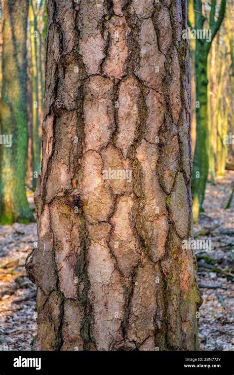 Early Spring Landscape Of Mixed European Forest Thicket With Scots Pine