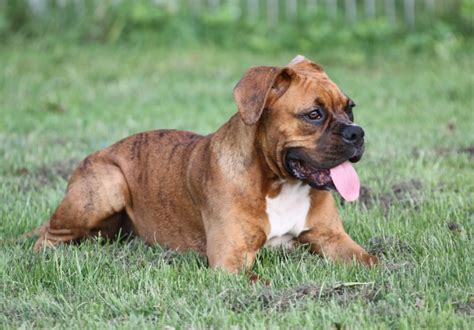 ⬇ ladda ner boxer hund stockfotografier hos den bästa bildbyrån ✔ rimliga priser ✔ miljontals premium högkvalitativa, royaltyfria stockfotografier, bilder och illustrationer. Deutscher Boxer - Hunderasse D - Hundeseite.de