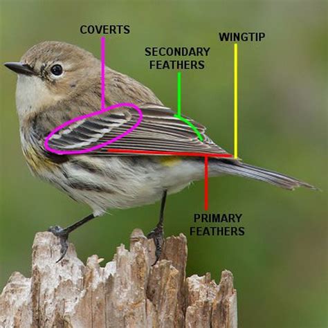 How To Use Bird Wing Structure To Identify Species Bird Wings Bird