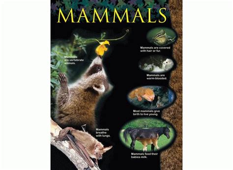 Mammals Learning Chart