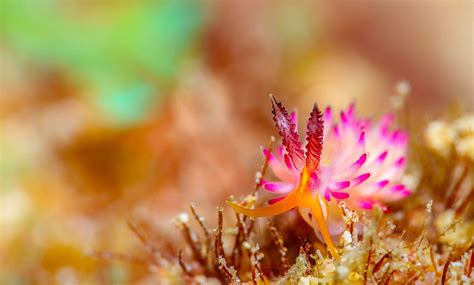 Attachment Nudibranchs Gorgeous Pictures Of Sea Slugs By Andrey Savin 3 — Visualflood Your