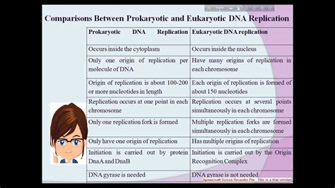 Difference Between Prokaryotic And Eukaryotic Dna Replication Images