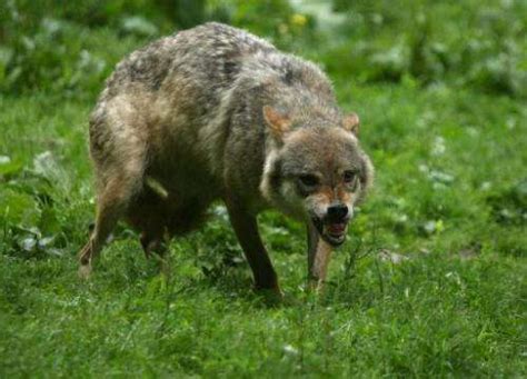 Ravenous Wolves Colonise France Terrorise Shepherds