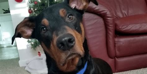 The ultimate channel 2.848.256 views6 months ago. 10 Awesome Doberman Mixes You Need To Feast Your Eyes On