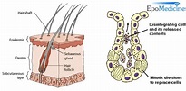 Anatomy and Physiology of Sebaceous glands | Epomedicine