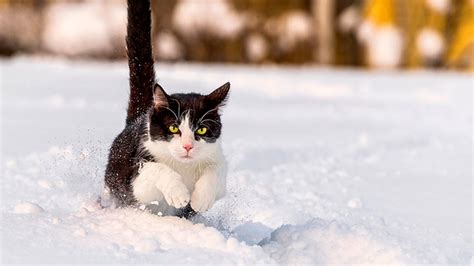 Cat In Snow 5 Youtube