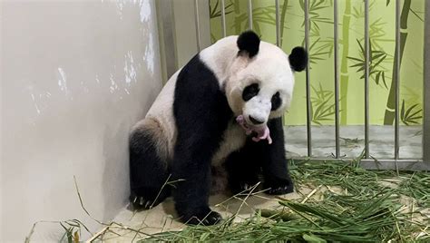 Chinese Giant Panda Gives Birth In Singapore On Seventh Attempt Reuters