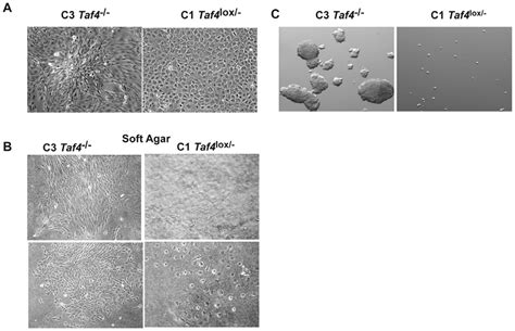 3d Growth Of C3 Cells A Phase Contrast Microscopy 206 Magnification