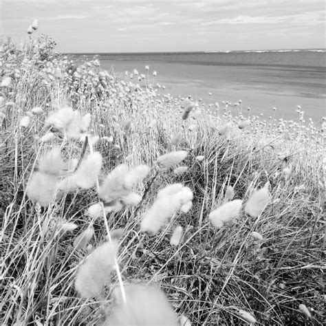 Seaside Grass Stock Image Image Of Summer Fluffy Ocean 48688855