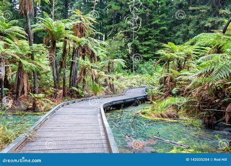 Rotorua Redwoods Forest In New Zealand Stock Photo Image Of Tourists