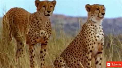 Lion Vs Leopard Fight Most Amazing Moments Of Wild Animal Fights