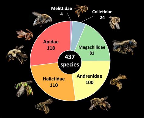 Checklist Of The Bees Of Pennsylvania López Uribe Lab