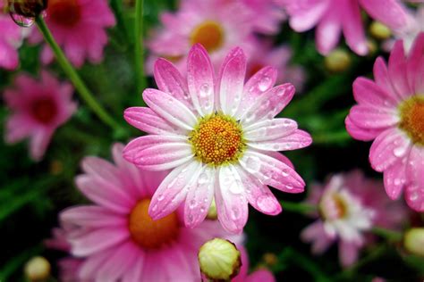 Download Pink Flower Raindrops Macro Marguerite Daisy Flower Nature