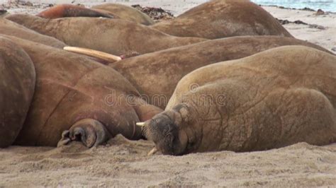 Group Of Walruses Relax On Shore Of Arctic Ocean In Svalbard Stock