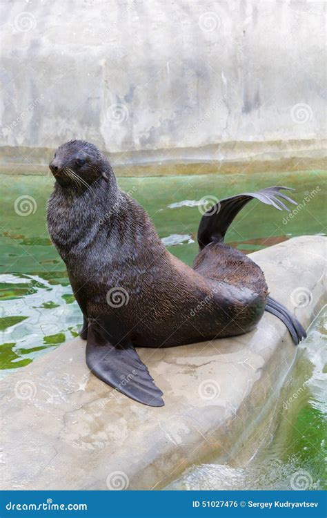 Fur Seal Sea Lion Stock Photo Image Of Cape Hernando 51027476